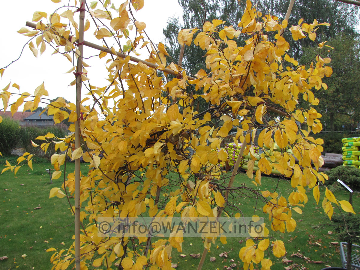 Celastrus orbiculatus - Herbstfaerbung.JPG